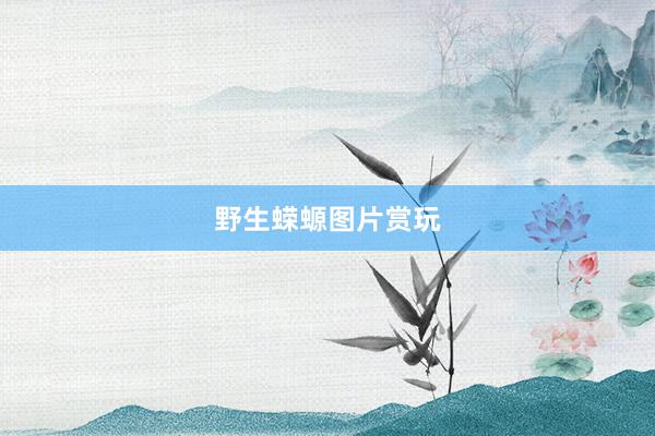 野生蝾螈图片赏玩